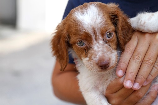 Boy Hugging Little Dog